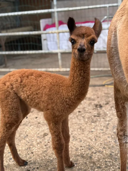 Bébé alpaga roux