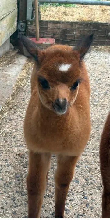 Bébé alpaga brun