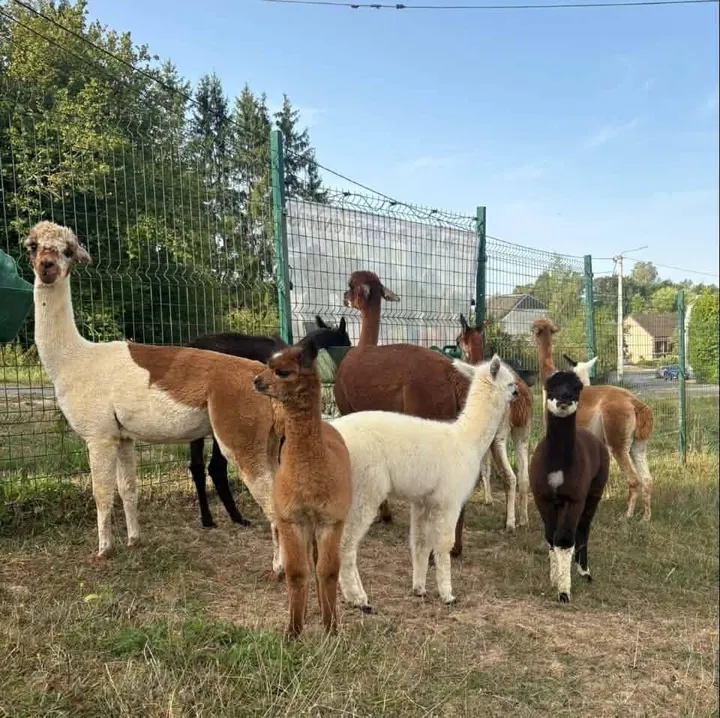 Groupe d'alpagas au domaine