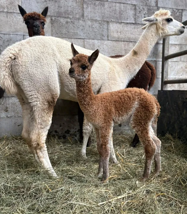 Maman alpaga et son petit sur la paille
