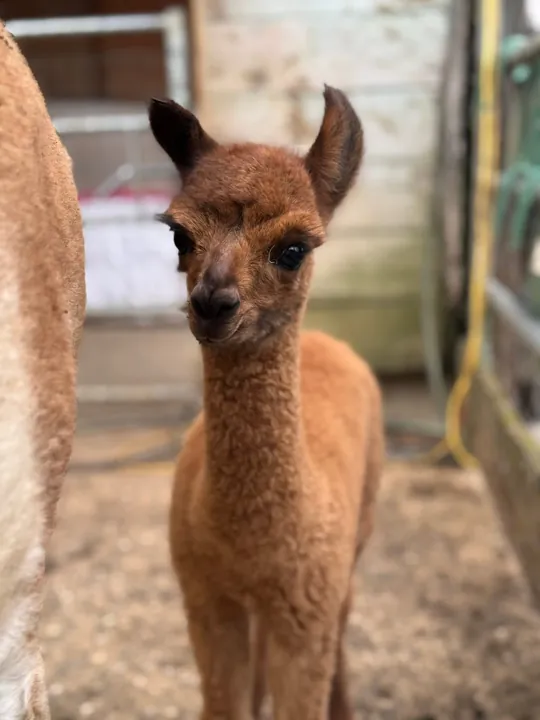 Bébé alpaga qui regarde l'objectif