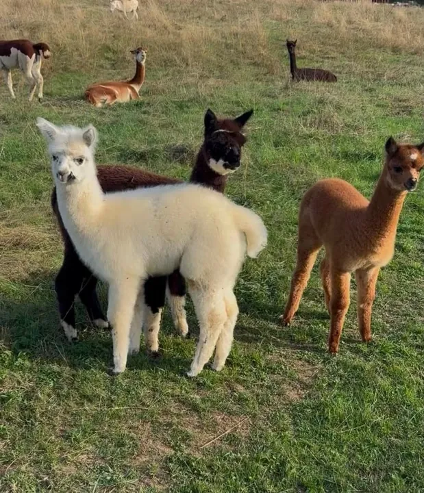 Troupeau d'alpagas dans le pré