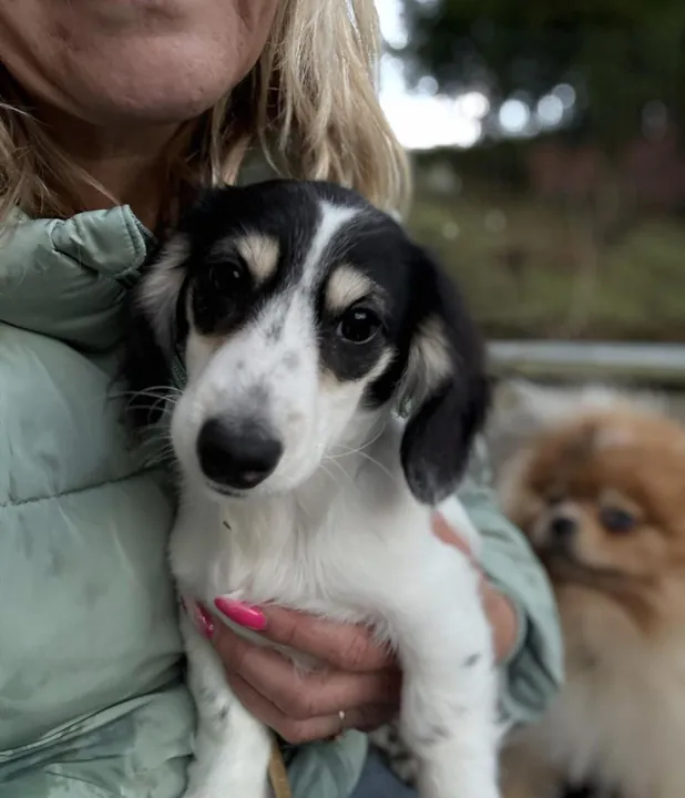 Chiot teckel noir et blanc dans les bras