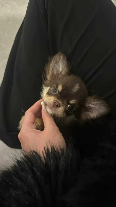 Bébé chihuahua chocolat