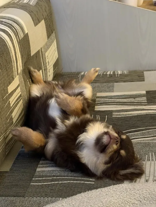 Chiot chihuahua qui fait la sieste