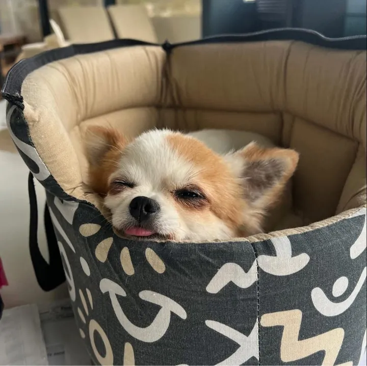 Chihuahua dans son panier