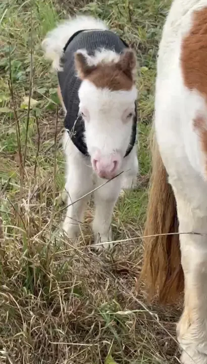 Le poulain Shetland miniature dans le pré