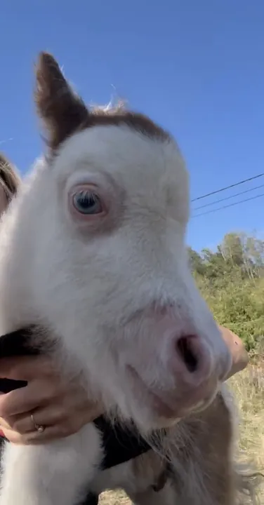 Le petit étalon pie aux yeux bleus