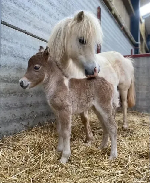 Jument Shetland miniature et son poulain