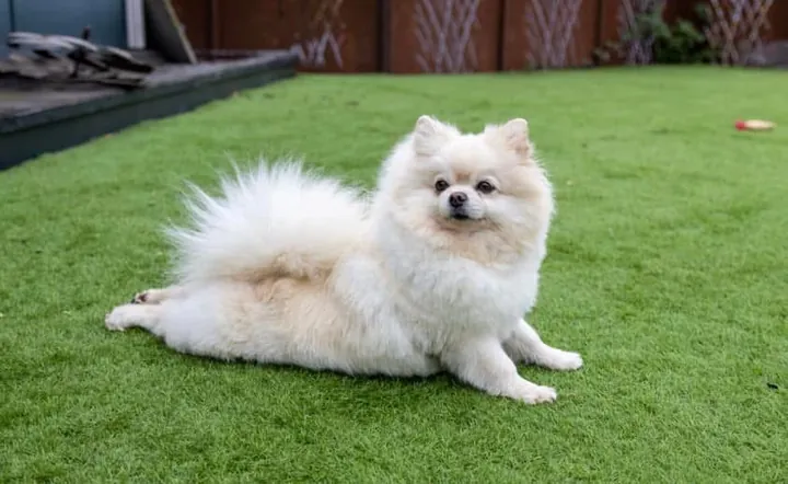 Spitz nain blanc couché dans l'herbe