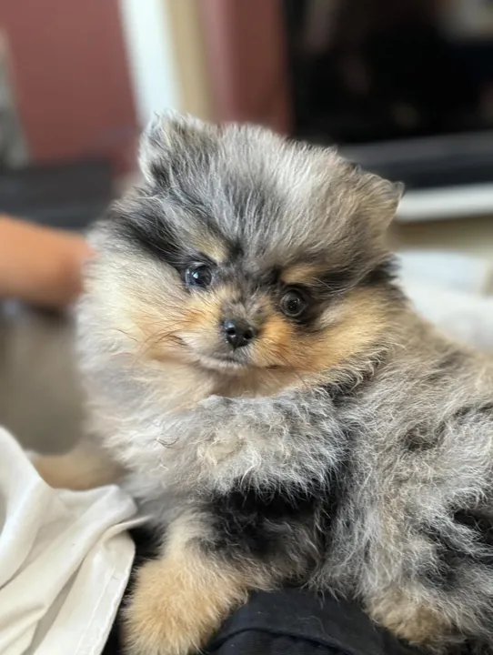 Chiot spitz bleu merle