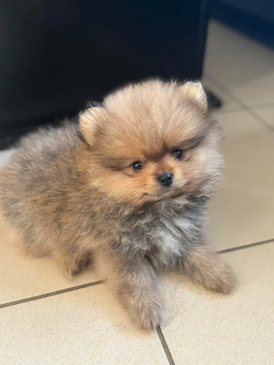 Chiot spitz, une vraie boule de poils