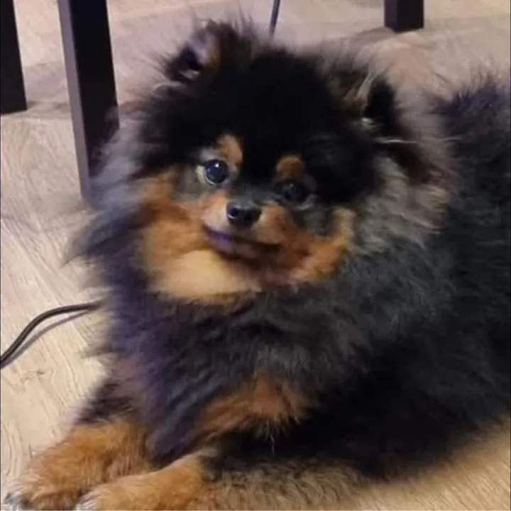 Chiot spitz noir et feu