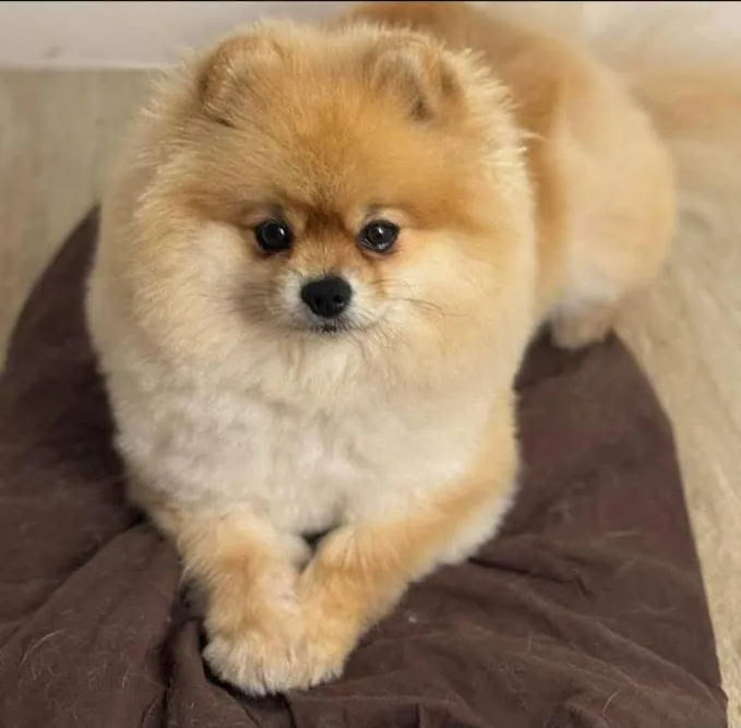 Spitz nain crème sur un coussin