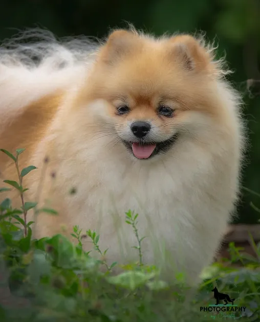 Spitz nain crème dans la verdure
