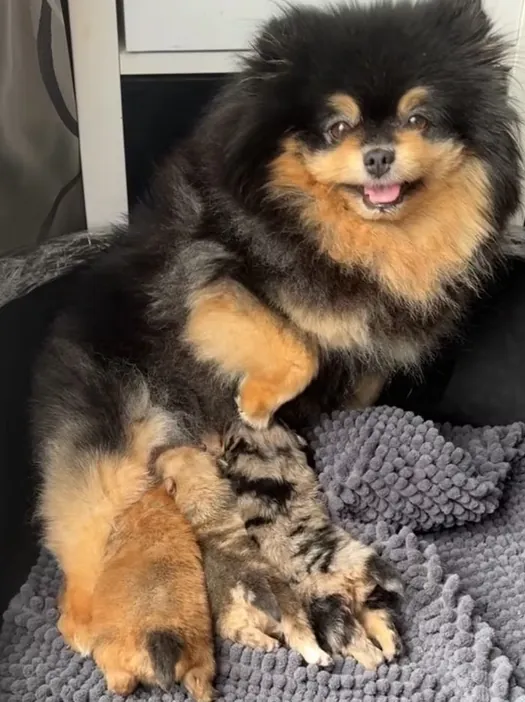 Maman spitz avec ses chiots