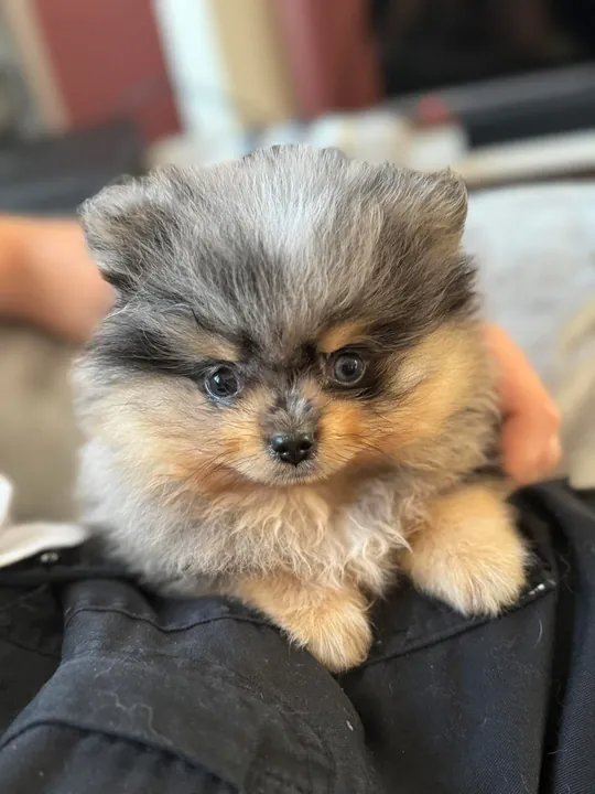 Chiot spitz merle