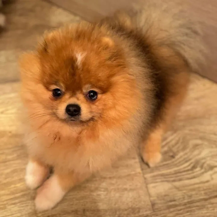 Spitz nain roux