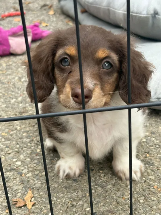 Chiot teckel chocolat et feu