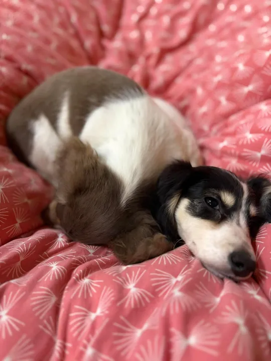 Chiot teckel endormi