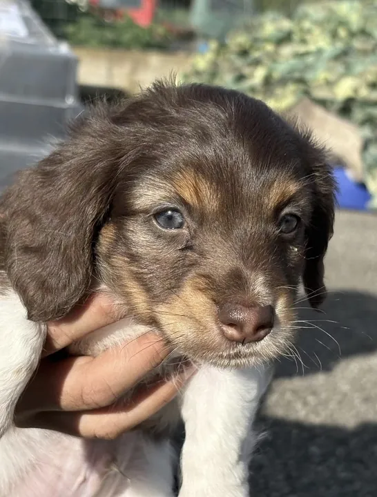 Portrait d'un chiot teckel