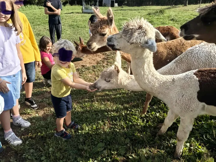 Des enfants nourrissent les alpagas