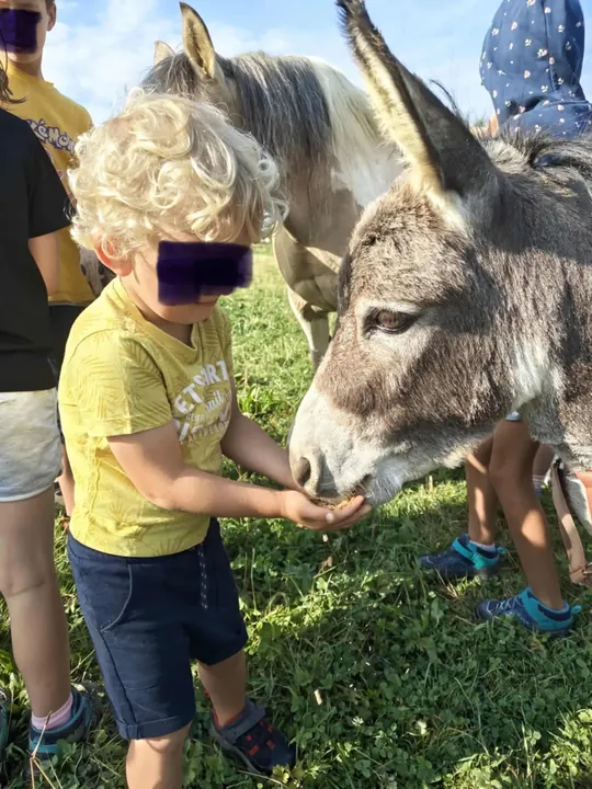 Un enfant caresse un âne